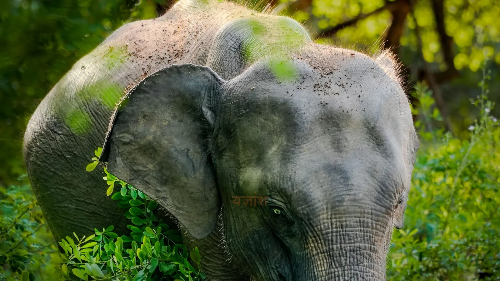 Yala National Park wildlife