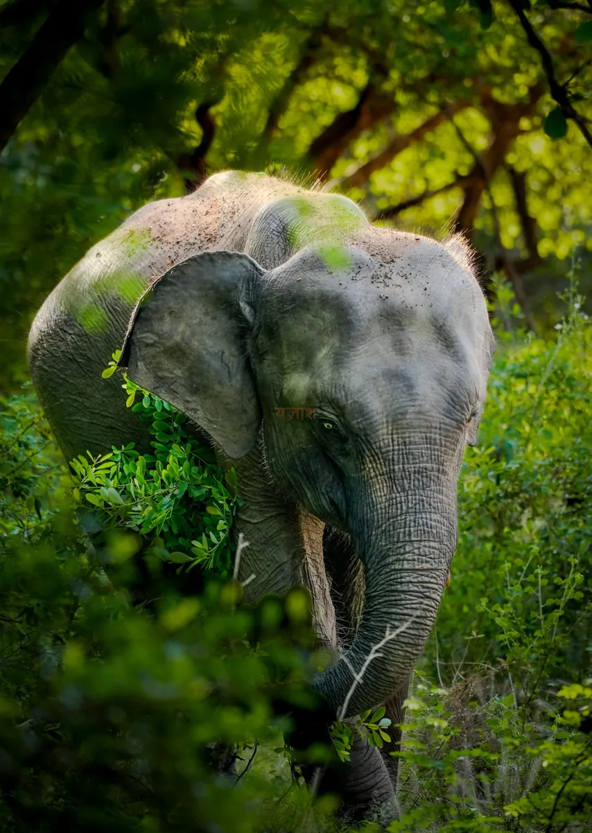 Yala and its wildlife
