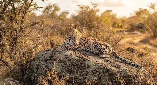A leopard resting on a rock in Yala